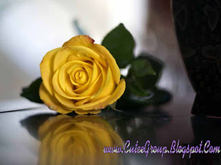 Yellow Rose Wallpaper