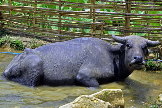 [Image: Sapa_Trek_Buffalo_Bath.jpg]