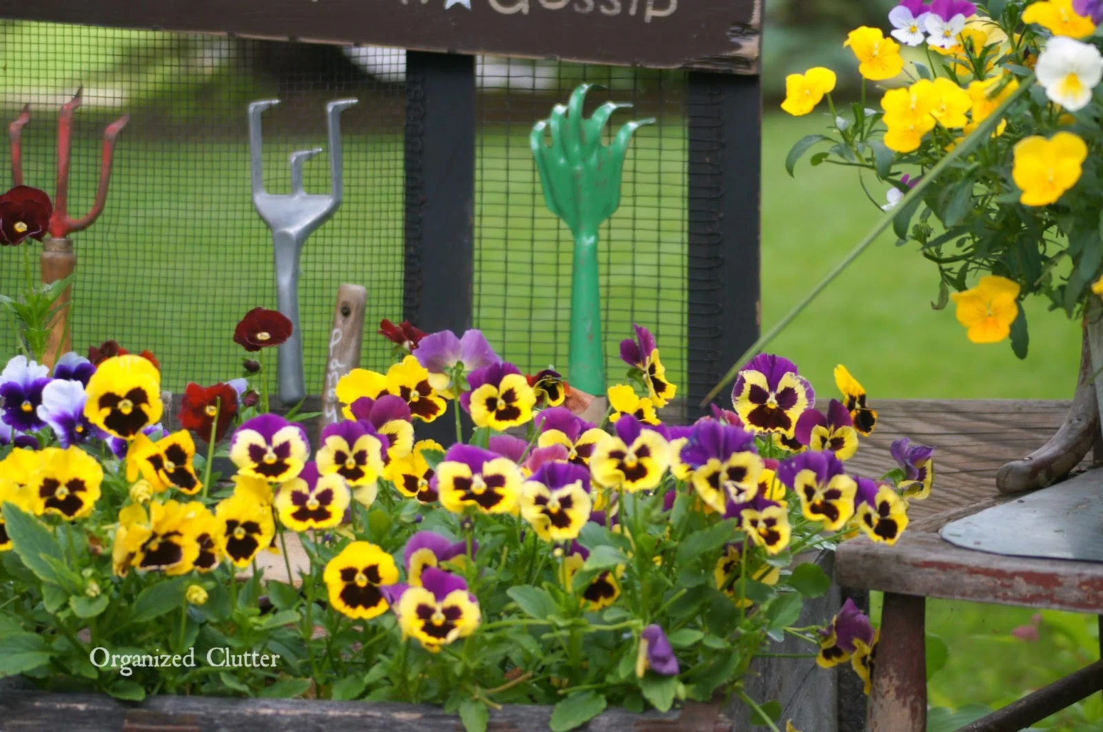 Pansies on the Deck www.organizedclutterqueen.blogspot