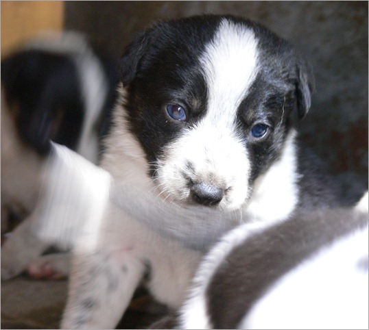 boylee pup 1