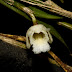 Orchid : Ceraia strigosa (Schltr.) M.A.Clem., 2003 From Rejang Land Sumatra