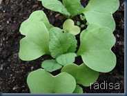 rädisa
