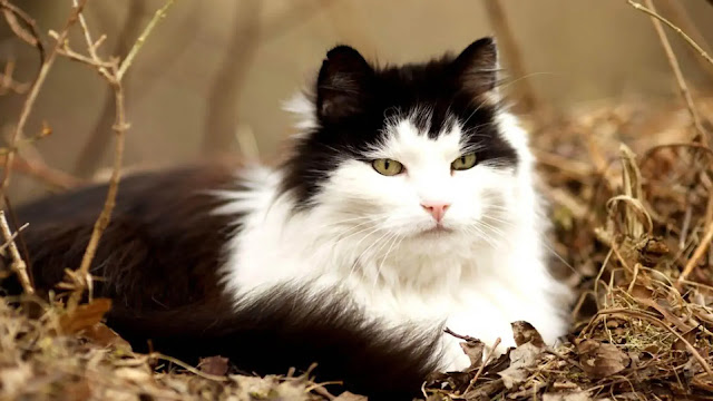 Norwegian Forest Cat