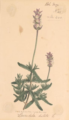 ilustración de lavandula dentata conocida como lavanda francesa