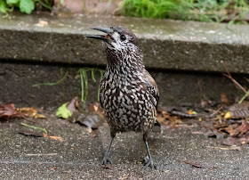 Spotted Nutcracker - Netherlands