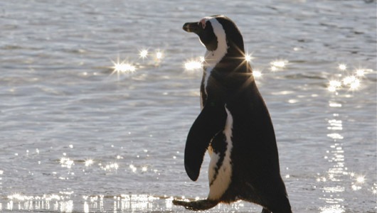PenguinLion