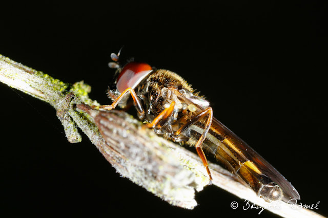 xylota segnis insecte