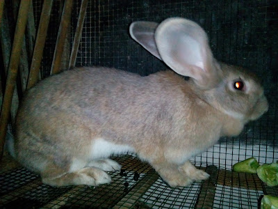 Rabbits for Sale‎