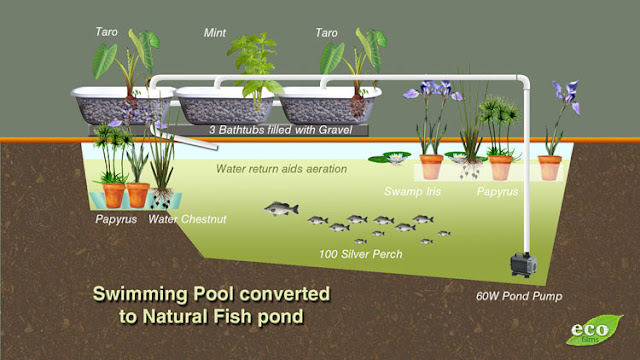 Fish Pool at Home