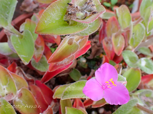 Tradescantia sillamontana