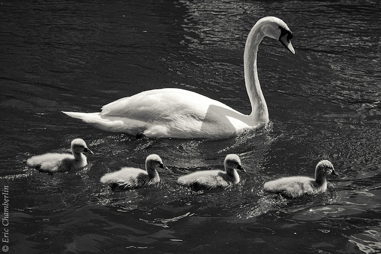 Cygnes - Strasbourg