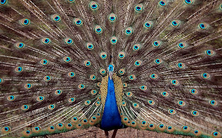 Peacock Blue