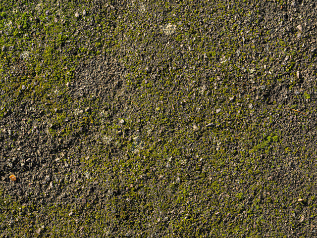 Asphalt pavement moss texture