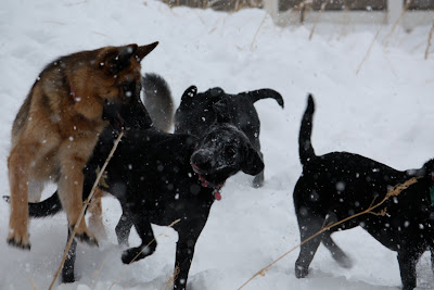 A pack of dogs, a black and tan german shepherd and a couple black labs all run through the snow playing and jumping