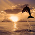 Dolphin in Sunset Wallpaper