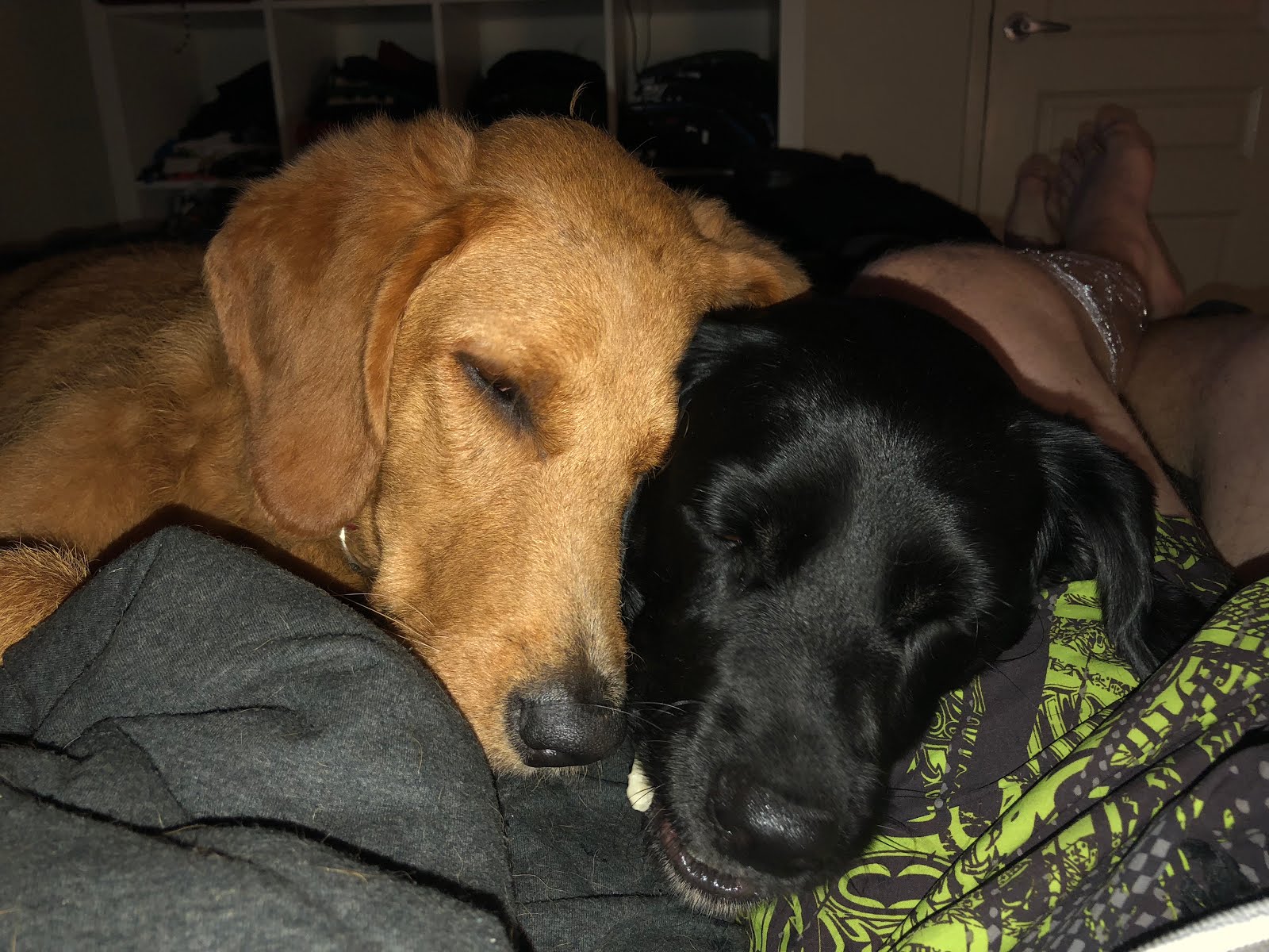 Brooklyn and Harley (the fur babies)