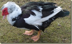 muscovy4