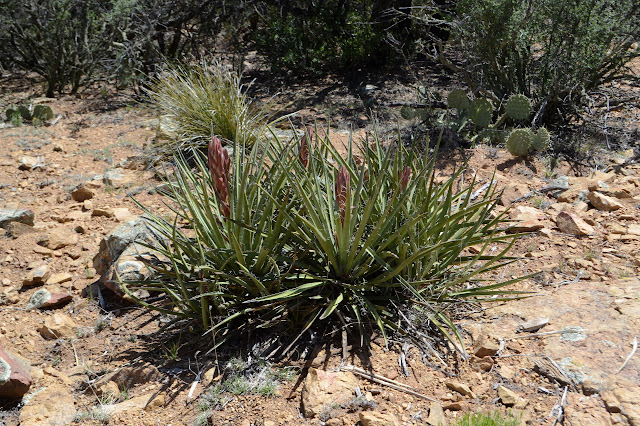 four yucca with flower stalks starting