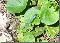 BlueDamselfly