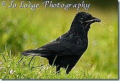 IMG_3223