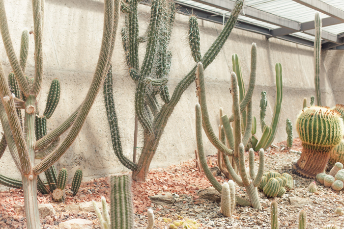 cactus house mt cootha gardens