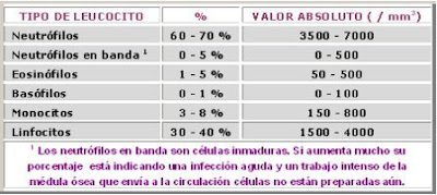 Fórmula leucocitaria normal en humanos Valores relativos (%) y absolutos de los leucocitos 