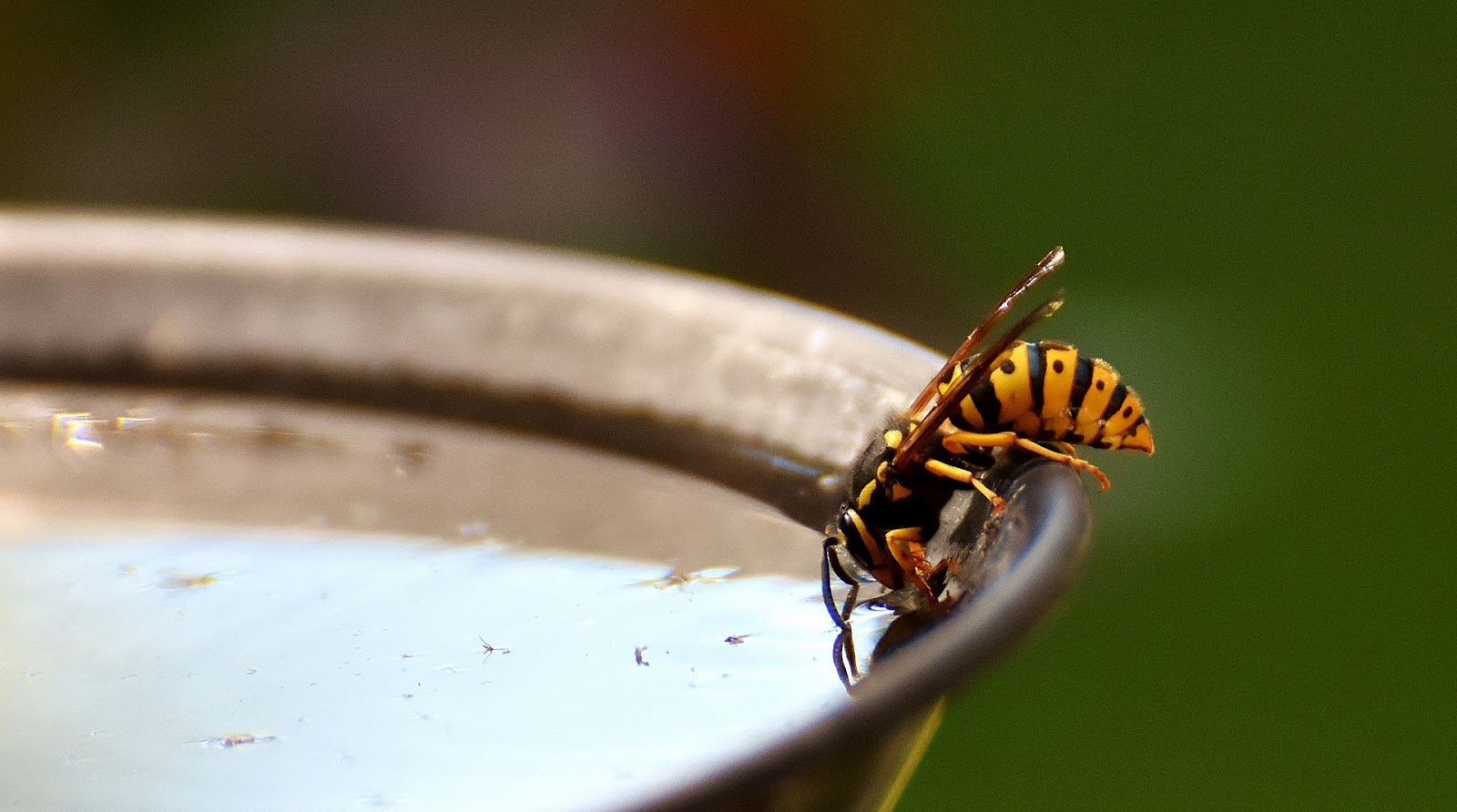 How To Keep Bees Away From Your Garden