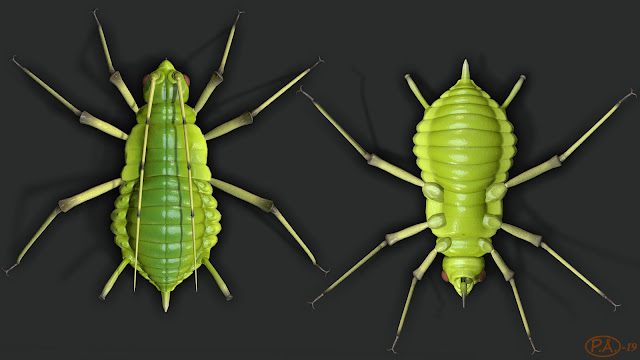 Greenbug under and above, 3D-model