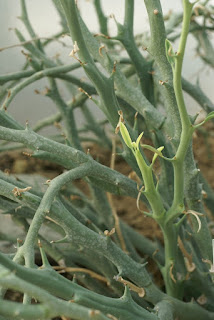 Euphorbia gariepina