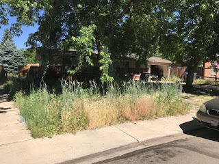 Tall Grass in Front Yard