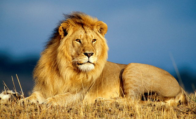 El León en la sabana haciendo guardia en los límites del territorio de su manada