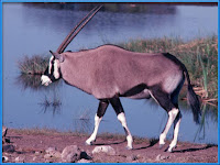 Oryx Pictures Oryx gazella