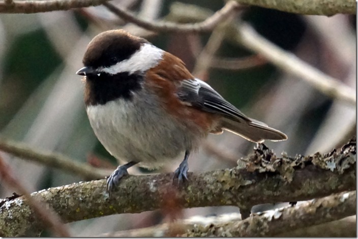 lopez chestnut sided chickadee 00000