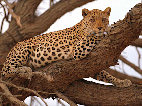 Free Animal Wallpaper