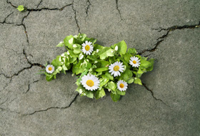 White chamomiles with green leafs are fighting through grey asphalt