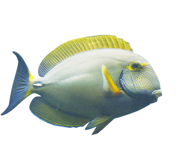 奧秘海洋 魚為何能成為海洋霸主 奇形怪狀的魚鰭變化無窮