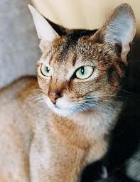 ruddy abyssinian cat for sale - Tawny - Usual