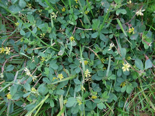 Lesser Trefoil - Yellow Suckling Clover