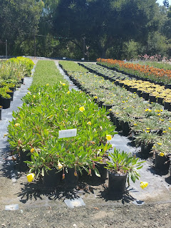 Primrose Yellow Trailing