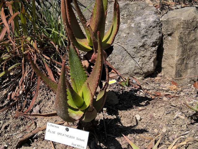 Aloe greatheadii