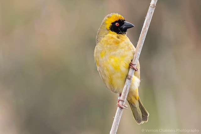 Southern Masked Weaver Table Bay Nature Reserve Woodbridge Island, Milnerton