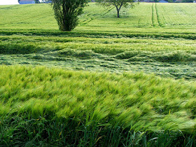 Lodged barley.  Indre et Loire, France. Photographed by Susan Walter. Tour the Loire Valley with a classic car and a private guide. 