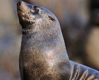 British zookeeper punches seal