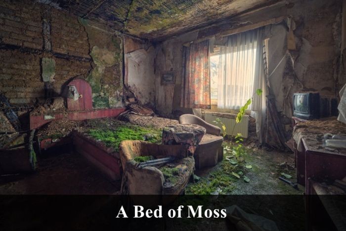 a bed of moss