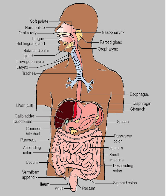 The Human Digestive System