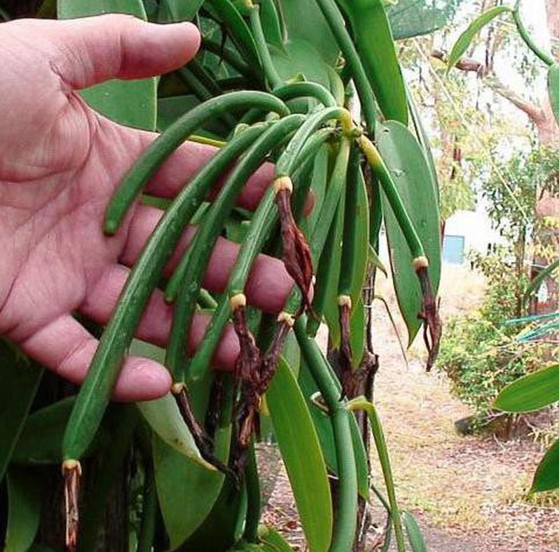 bibit vanili unggul vanilli vanilla vanila paneli bisa cepat berbuah dalam Kalimantan Barat