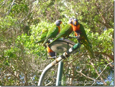 27 rainbow lorrikeets