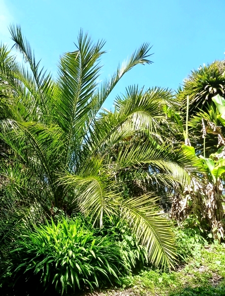 Palm Garden at Ventnor Botanic Gardens