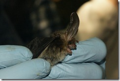 Brown Long-eared Bat