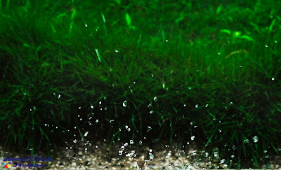 Rain_Water_Drops